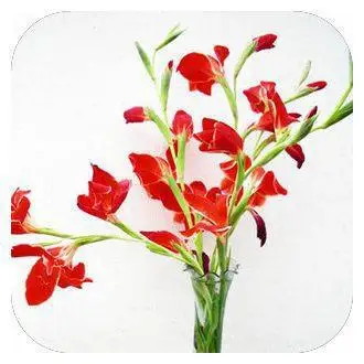 100 шт./пакет, Gladiolus, Gladiolus Цветочный бонсай, Gladiolus flores красивые садовые растения - Цвет: 13