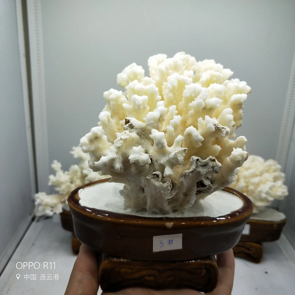 Натуральный Коралл дерево коралловые аквариумные озеленение украшения для домашней обстановки дома или свадебное украшение