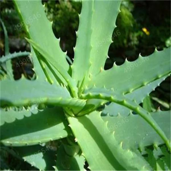 u=3100351048,932886430&fm=26&gp=0