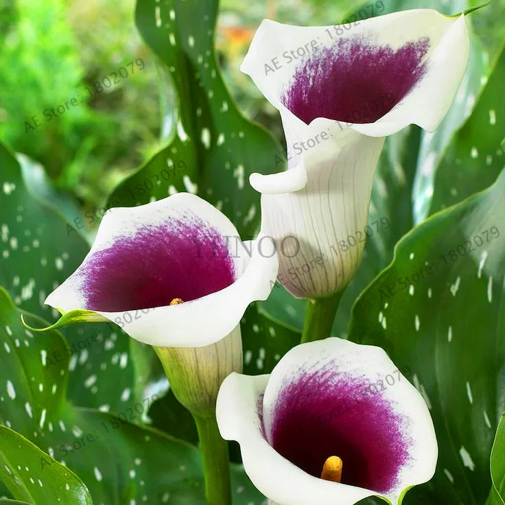 Цветы Флорес 10 шт Китай многоцветные Калла Лилия бонсай плантации, редкие растения цветы для дома Садоводство DIY Сад Sup