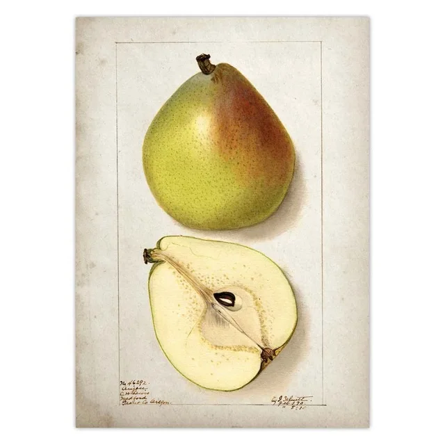 Fruit-Kitchen-Poster-Vintage-Poster-Antique-Pear-Apple-Orange-Pineapple-Wall-Art-Decorative-Picture-Kraft-paper.jpg_.webp_640x640 (1)
