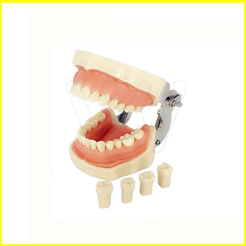 

Dental Typodont Model 28 pcs Removable Teeth Kilgore Nissin All Removable