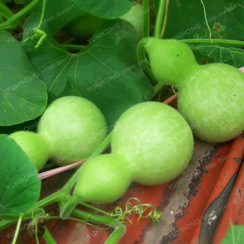 10-Pcs-New-Bottle-Gourd-Bonsai-Big-Wine-Gourd-Spoon-Lagenaria-Siceraria-Bonsai-Calabash-Gourd-Vegetable (1)