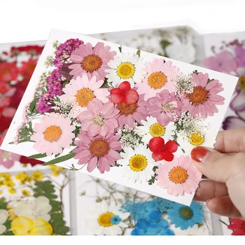 

1lot Pressed Flower Mixed Organic Natural Dried Flowers DIY Art Floral Decors for Epoxy Resin Pendant Necklace Epoxy MoldFilling