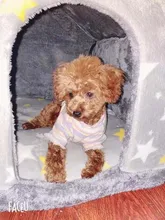 Bed-Mat Basket Kennel Sofa Dog-House Cat-Nest Puppy Cave Foldable Small Chihuahua Pet-Products