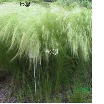 

Ngryise 5000Pcs A Set Stipa capillata