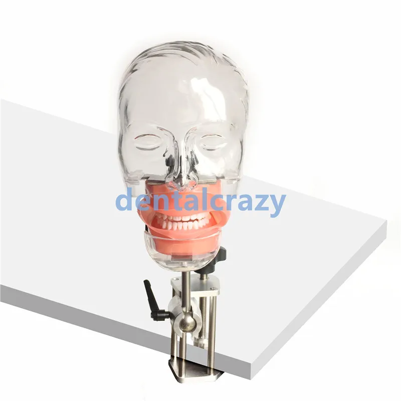 

Dental simulator Nissin manikin phantom head Dental phantom head model with new style bench mount for dentist education