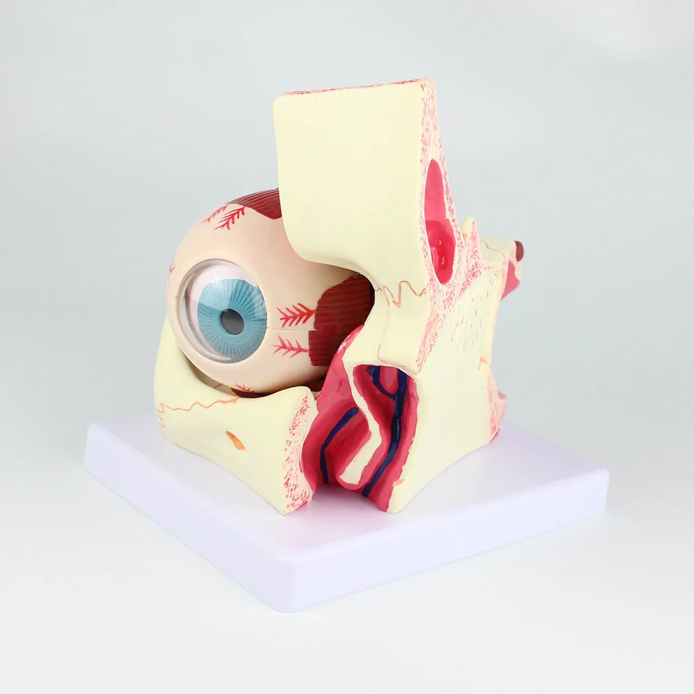 Eye Model Anatomical Eye Model Eyeball And Eyelid Model Removable Eye And Optic Nerve For Eye Special Teaching