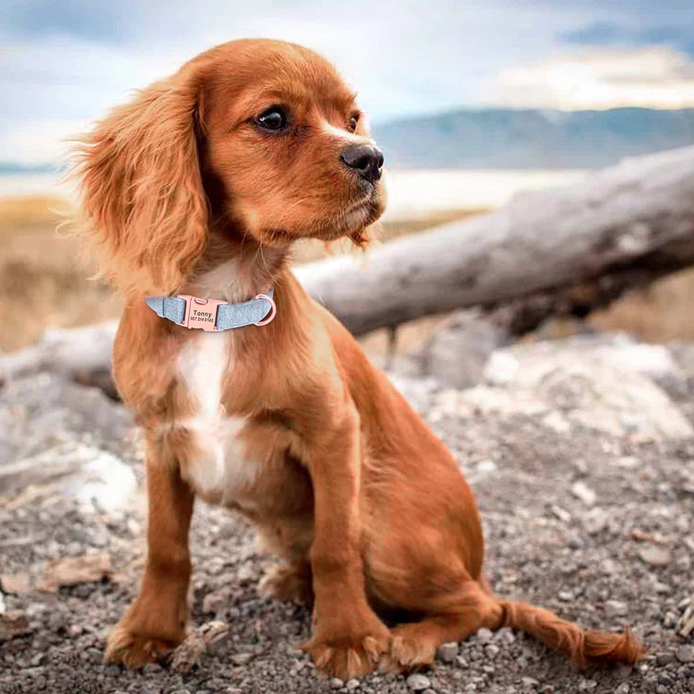 coleira de cachorro alta coleira para animais de para cães médios ou acessórios gravados grátis