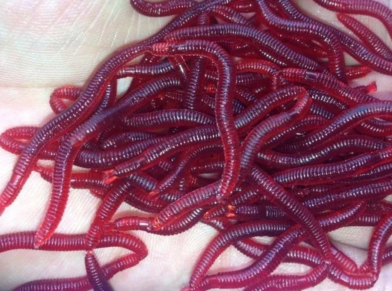 разные червяки