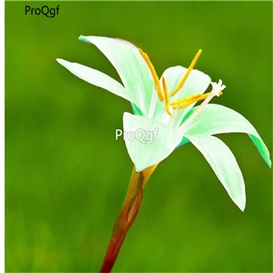 Prodgf 10 шт набор амариллис белый лампочка - Color: 7