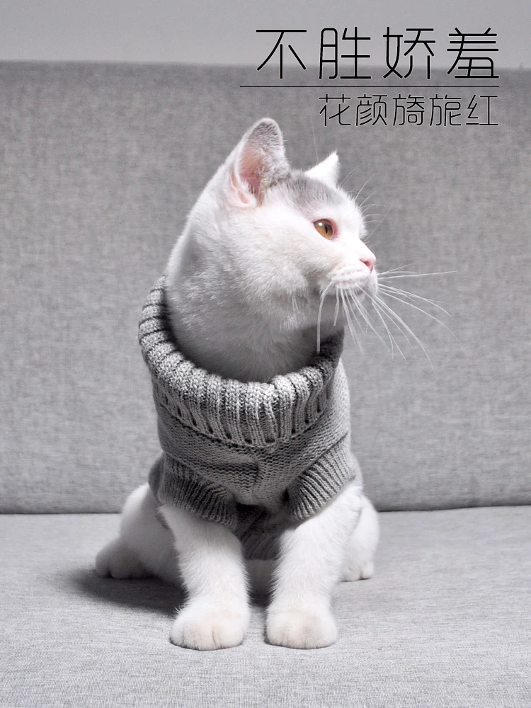 cat jumper for cats