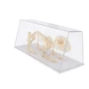 Rabbit Skeleton Specimen Animal Bone Model for Pupil  Biological Knowledge Learning Aid 4
