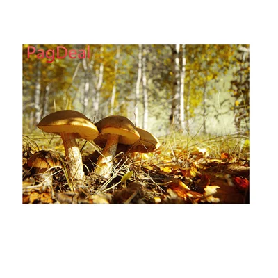 ZST080927 Домашнее животное рептилия место обитания Террариум фон оранжевый пустыня небо кактус рок изображение камня плакат черепаха фон плакат - Цвет: ZST080927