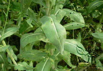 

Isatis Tinctoria Glastum Woad Dyer's Woad Banlangen