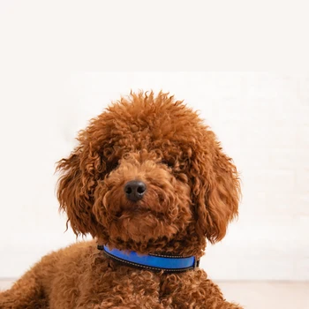 

USB Charging Dog Collar LED Nylon Pet Strap Lights Up Anti-lost Necklace Solar Charging Flashing Collares Adjustable Cat Leash