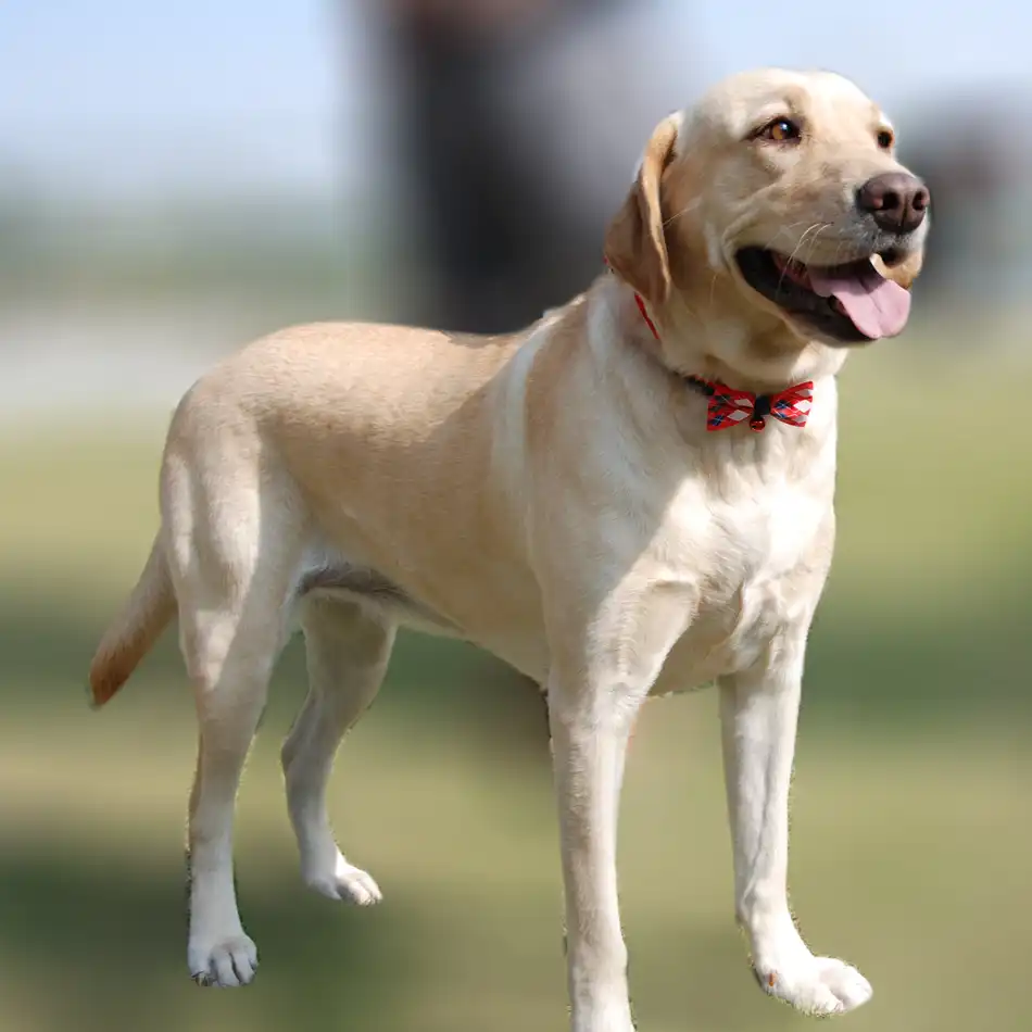 2 ピース ロットペット製品犬ネックレス用猫首輪犬アクセサリー犬蝶ネクタイ子犬蝶ネクタイ犬ペット用品 犬のアクセサリー Aliexpress 2 ピース ロットペット製品犬ネックレス用猫首輪犬アクセサリー犬蝶ネクタイ子犬蝶ネクタイ犬ペット用品 犬のアクセサリー Aliexpress