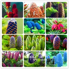 Не упустите предложение! 100 шт./лот Корейская ель, Abies koreana plantas бонсай цветок Флорес завод DIY домашний сад