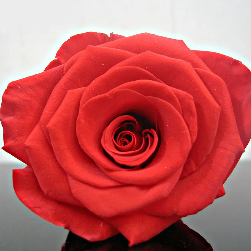 Одиночная бессмертная роза цветы пучок 2 см длинный предварительно просушенный цветок матери подарок на день вечной жизни цветок праздничный Декор - Цвет: Красный