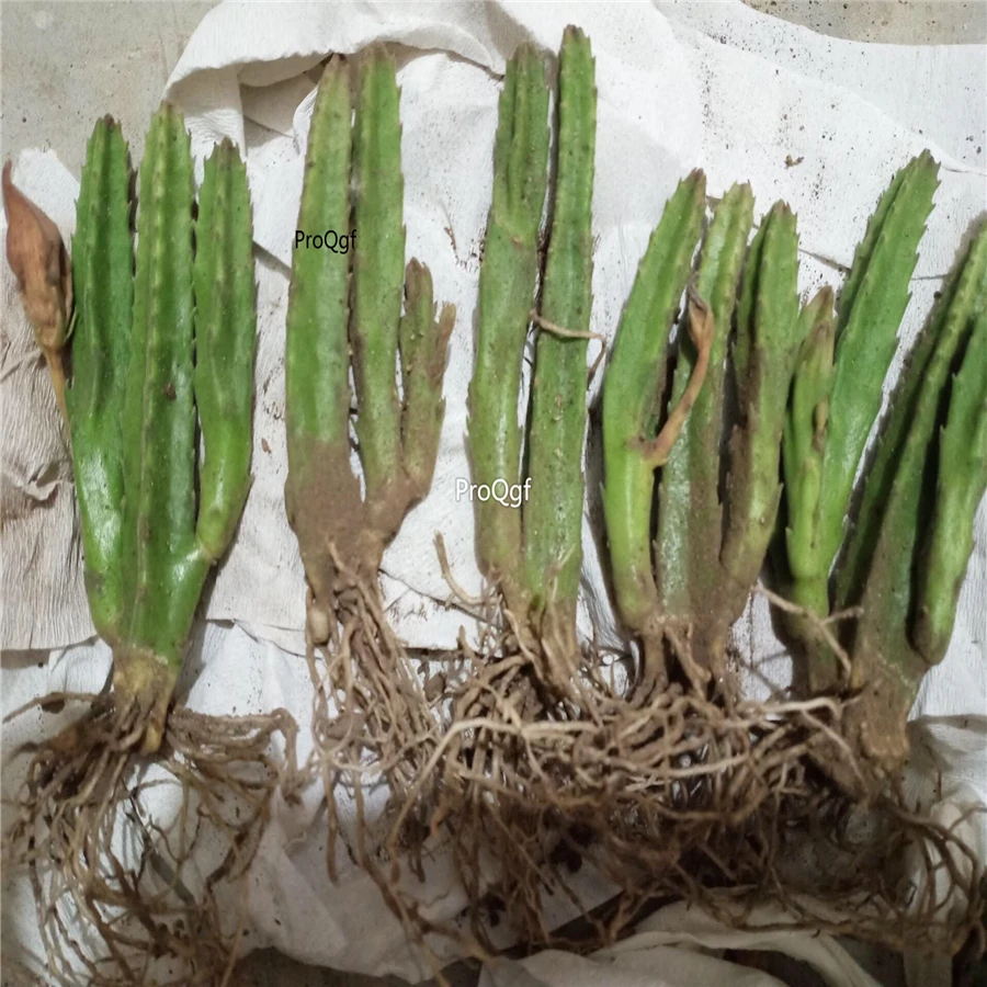 Prodgf 2 шт набор Stapelia