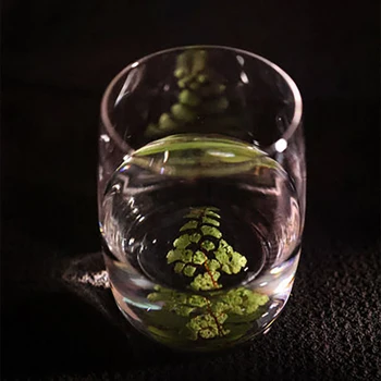 

Glass Mug Crystal Transparent Milk with Nature Adiantum Flower Specimen Decoration Home Bar Drinkware Couple Gifts Heat Resistan