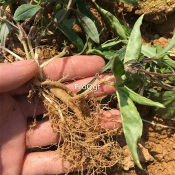 

Ngryise 10Pcs A Set Pseudostellaria heterophylla Root