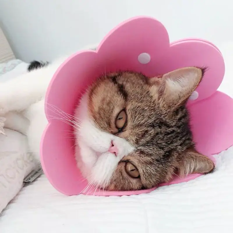 Collier De Recuperation En Forme De Fleur Pour Chat Cone De Protection Pour La Guerison Des Blessures Pour Chaton Et Chiot Colliers Et Laisses Pour Chats Aliexpress