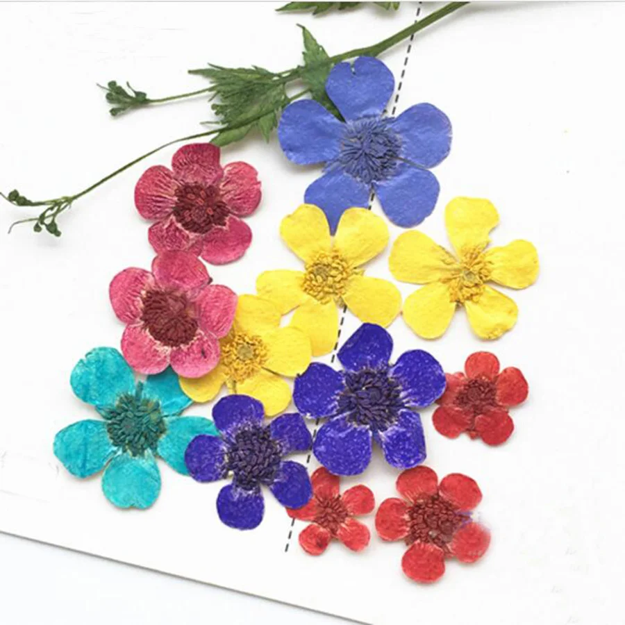 

60pcs Pressed Dried Dyed Ranunculus Japonicus Thunb Flowers Plants Herbarium For Jewelry Postcard Photo Frame Phone Case DIY