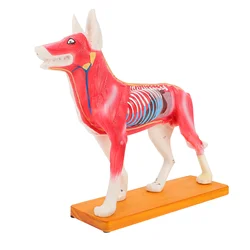 Modèle de chien anatomique, Acupuncture, anatomie, Point d'acupuncture, fournitures de laboratoire 
