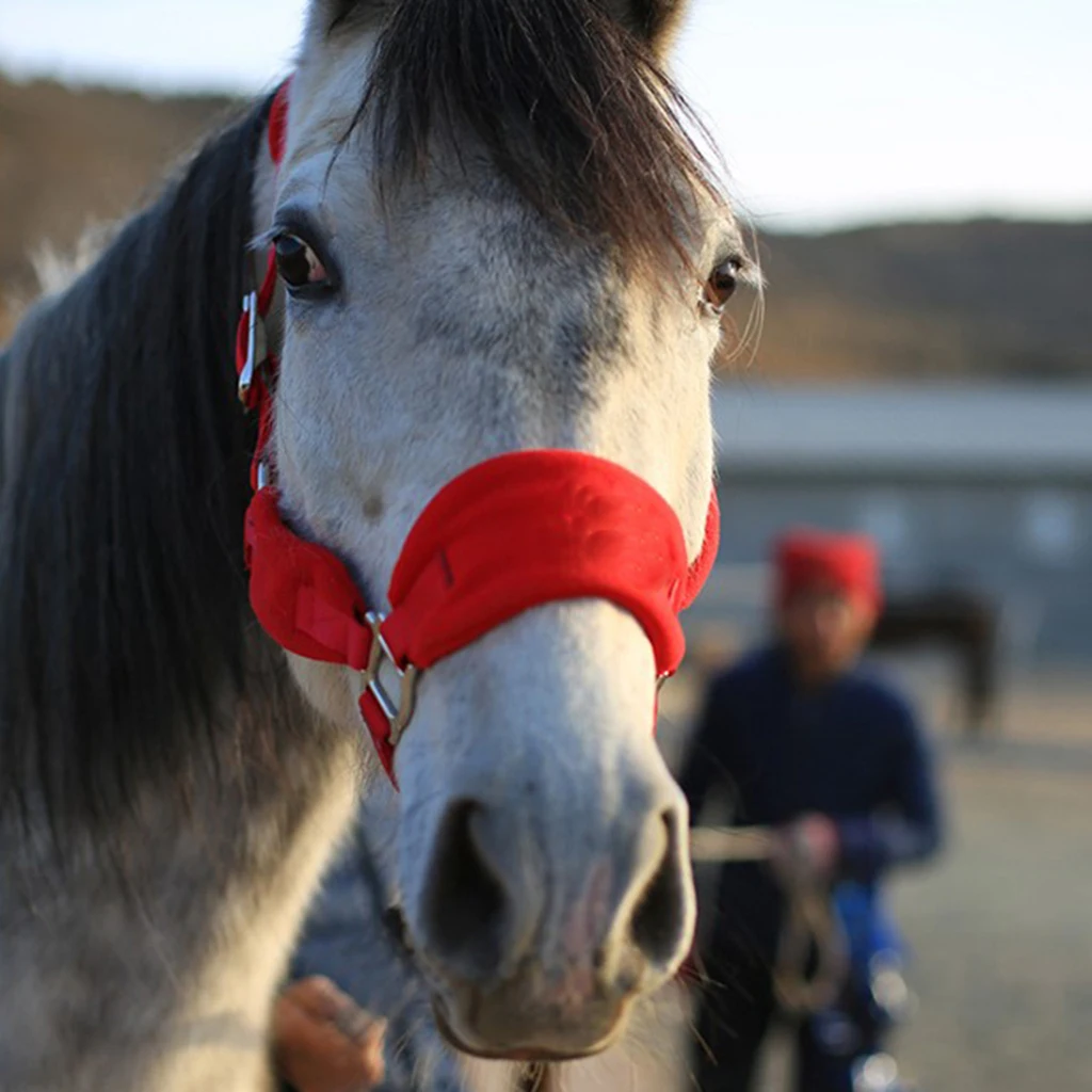 Thicken Horse Halter Padded Bridle Rein Headstall Head Collar Strap Stable Horse Ridding Halter Bridle Strap Equestrian