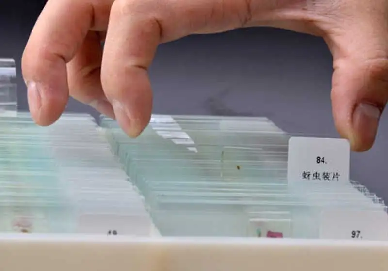 200 шт лаборатория растение животное насекомое образец стекло подготовлено Основной научный микроскоп слайды в пластиковой коробке для студентов