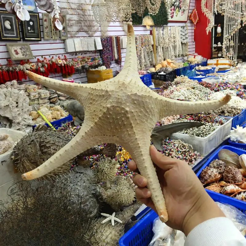 23 40 см украшение на окно из натуральной раковины Морская звезда Большая