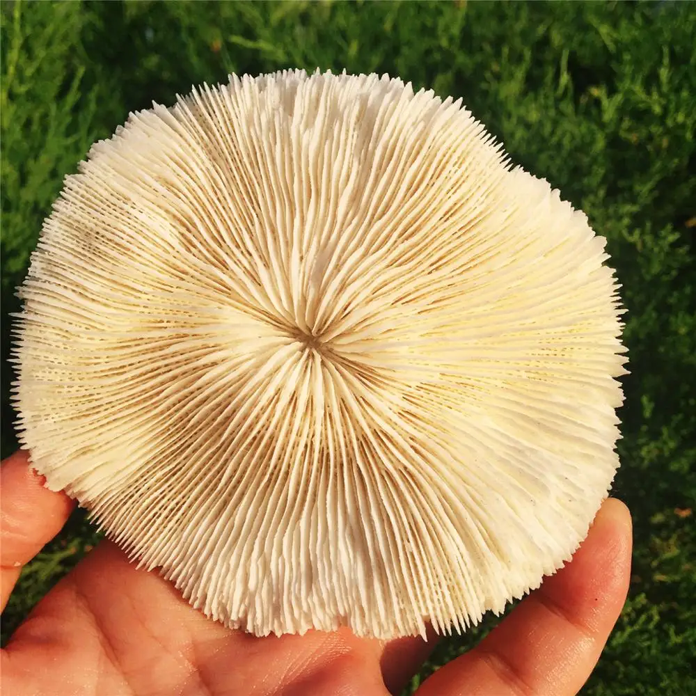 

Natural white crystal coral stone round original stone crystal stone quartz chrysanthemum stone road beautiful