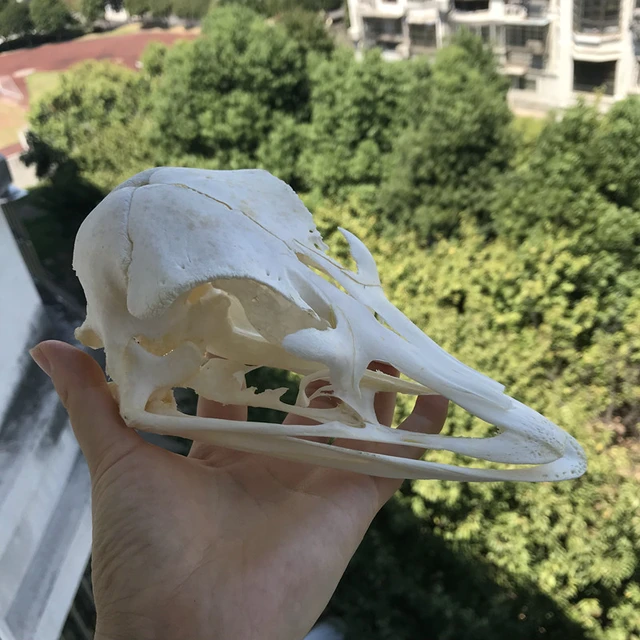1個ダチョウ頭蓋骨標本コレクション動物剥製 Aliexpress
