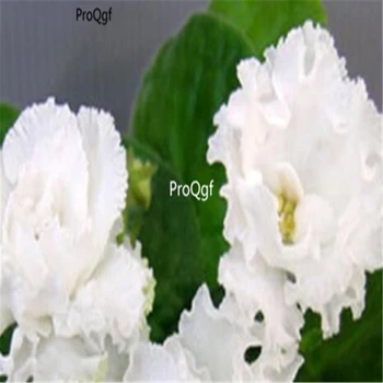 

Ngryise 8000pcs african violet
