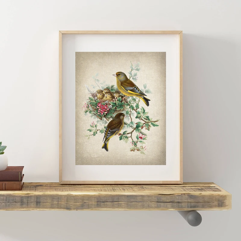 Bird-Botanical-Poster-Greenfinch-Bird-Antique-Illustration-Print-Nest-Natural-History-Wall-Art-Canvas-Painting-Living (1)