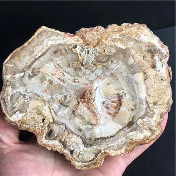 

gigantic natural stones and minerals crystal woodstone fossil tree for coaster home decoration wooden tree fossil madagascar