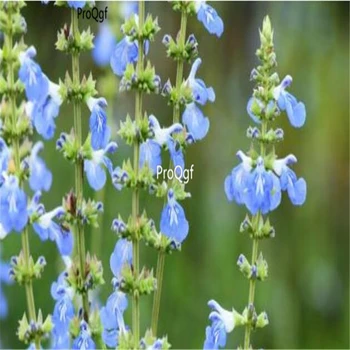 

Ngryise 6000Pcs A Set Salvia uliginosa