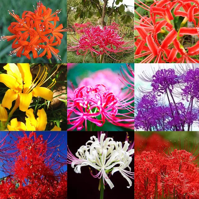 

The other side flower bulbs Lycoris radiata ball Manjushahua seeds Mandala flower bulbs complete colors