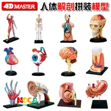 4d набор анатомических моделей для тела человека, развивающий мастер-пазл, сборная игрушка, медицинский поставщик, обучающая