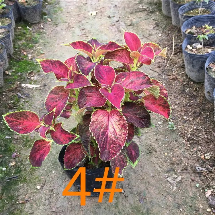 50 шт. свежий настоящий Plectranthus scutellarioides Лист S 1-25 - Цвет: 4