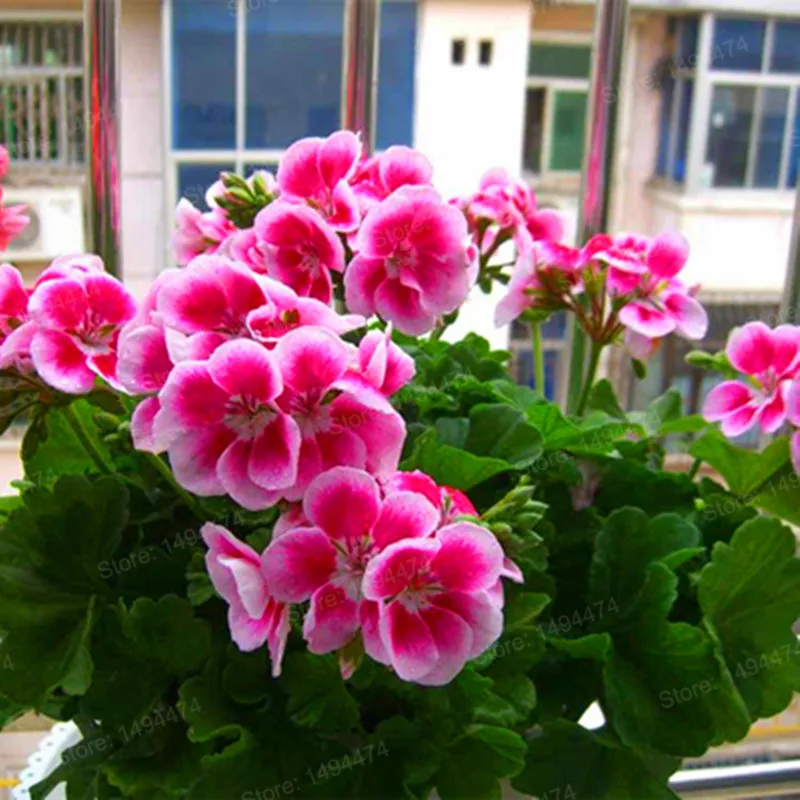100 шт./пакет Разноцветные Цветок герани flores бонсай растения красивые цвета радуги с цветочным рисунком растения для дома и сада