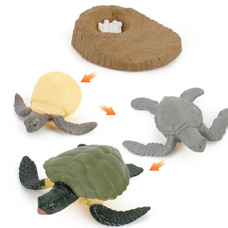 Animals Life Cycle Model Set Frog Ant Mosquito Sea Turtle Toy Growth Cycle 