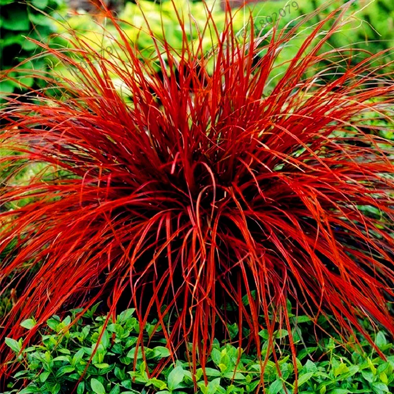 100 шт./пакет овсяница травы(Festuca glauca) Сад засухоустойчивых декоративная трава flores многолетнее бонсай растения для домашнего использования - Цвет: 12