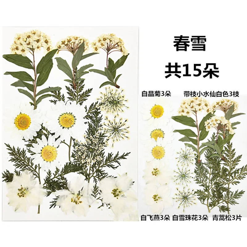 QIAOQIAO DIY маленькие сушеные цветы прессованные цветы DIY консервированные Цветочные украшения для дома мини-цветочки