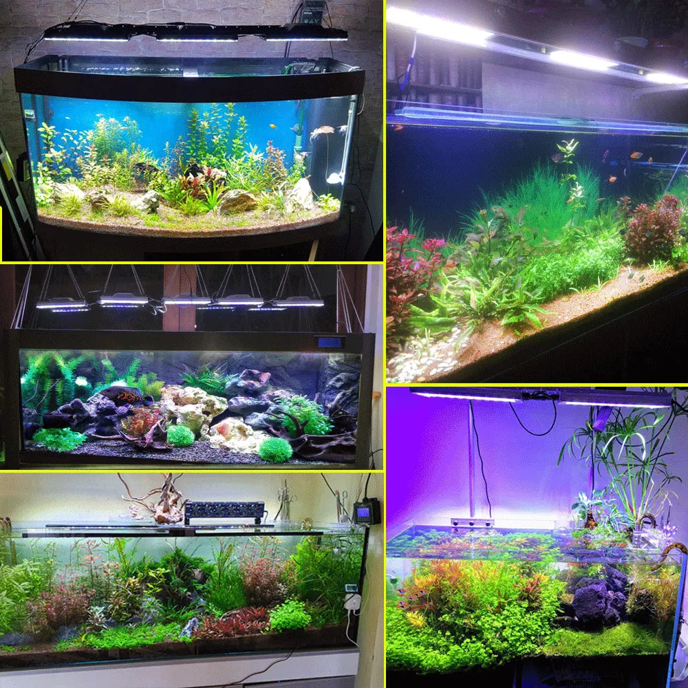 dog foot pedal water fountain