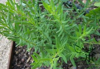 

Hyssopus Officinalis Garden Hyssop Shen-Xiang-Cao