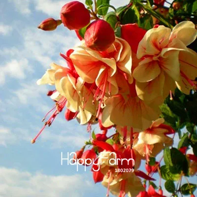 Бестселлер! многоцветные розовые двойные лепестки фуксия бонсай в горшках садовые цветы, растения, висящие фуксия цветы 100 Флорес/Лот,#448 - Цвет: 7
