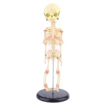 

Single Head Baby Skull Human Research Model Skeleton Anatomical Brain Anatomy Teaching Display