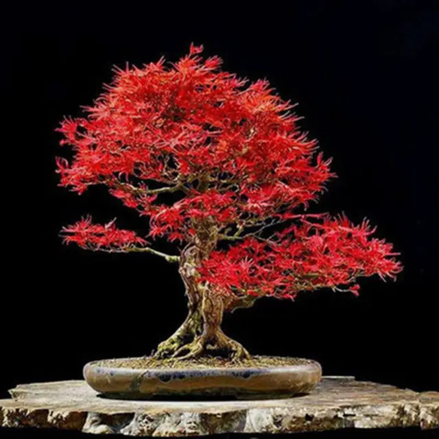 

American Japanese red maple tree seeds flame red yellow purple blue ornamental seed with lowerpot rooting powder nutrition pack